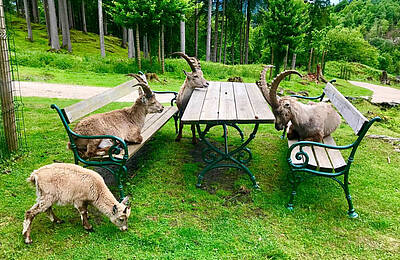 Steinboecke am Picknicktisch Tierpark Rosegg